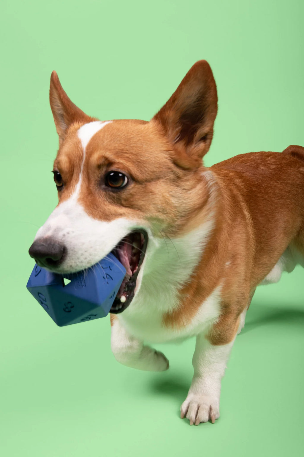 D20 Dog Toy - Treat Dispenser - Blue